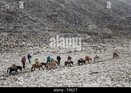 Les randonneurs et les bêtes en route pour Tshochena, Lunana Gewog, Gasa District, le Snowman Trek, Bhoutan Banque D'Images