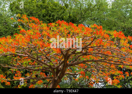 African tuliptree (Spathodea campanulata) fleurs rouge orange en fleur, au Kenya Banque D'Images