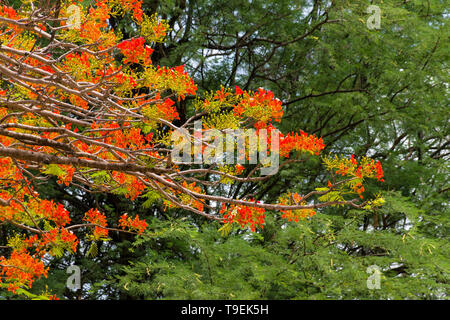 African tuliptree (Spathodea campanulata) fleurs rouge orange en fleur, au Kenya Banque D'Images