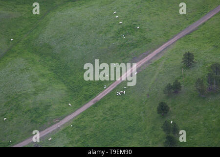 Une vue aérienne d'une route de terre qui traverse les pâturages verts avec la mère et l'enfant blanc vaches qui paissent. Banque D'Images