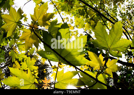 Coleton Fishacre est une propriété composé d'un jardin de 24 acres et d'une maison, la propriété a été dans la propriété de la National Trust depuis 1982. Banque D'Images