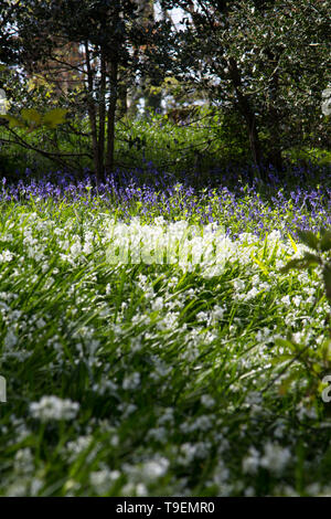 Coleton Fishacre est une propriété composé d'un jardin de 24 acres et d'une maison, la propriété a été dans la propriété de la National Trust depuis 1982. Banque D'Images