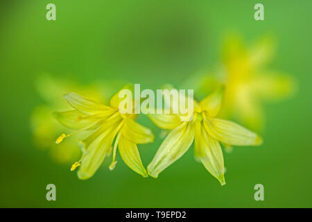 Cordon-bleu jaune lily, Clintonia borealis, fleurs, Ontario, Canada Banque D'Images