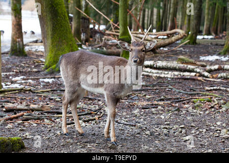 Portrait de chevreuils (Capreolus capreolus) dans la forêt Banque D'Images