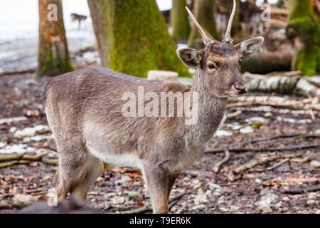Portrait de chevreuils (Capreolus capreolus) dans la forêt Banque D'Images