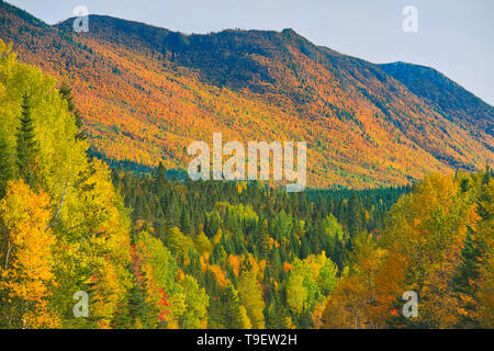 Couleurs d'automne dans les monts Chic-Choc, une chaîne de montagnes qui s'inscrit dans les monts Notre-Dame, qui est une continuation de la chaîne des Appalaches. Il s'agit d'un parc provincial, pas un vrai parc fédéral. Le parc national de la Gaspésie Québec Canada Banque D'Images