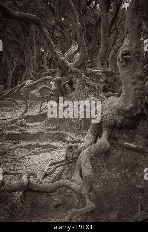 Le tronc des arbres texture unique et la forme en couleur sépia Banque D'Images