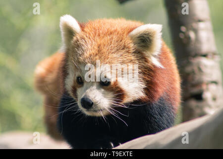 Red Panda au parc de conservation de la faune de Birmingham Banque D'Images