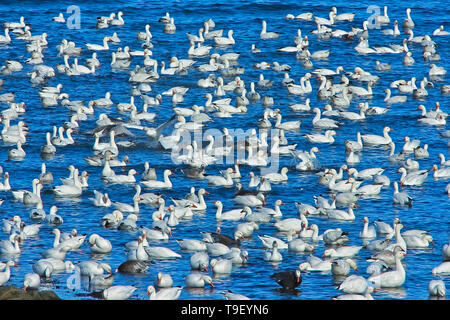 Oie des neiges (Anser caerulescens) dans le fleuve Saint-Laurent Saint-Ulric Québec Canada Banque D'Images