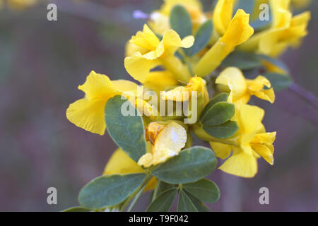 Caragana arborescens, jaune fleur d'acacia la photo en gros Banque D'Images