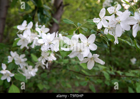 Branche de pommier, Malus sylvestris Banque D'Images