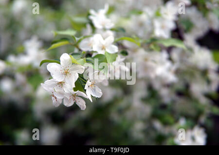 Branche de pommier, Malus sylvestris Banque D'Images