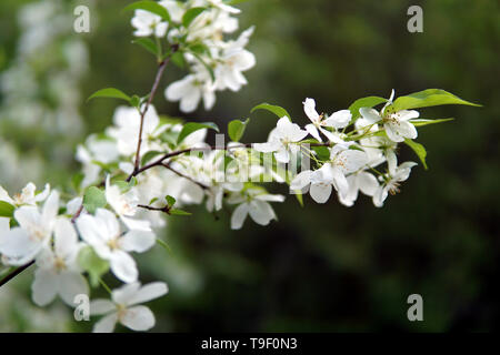 Branche de pommier, Malus sylvestris Banque D'Images