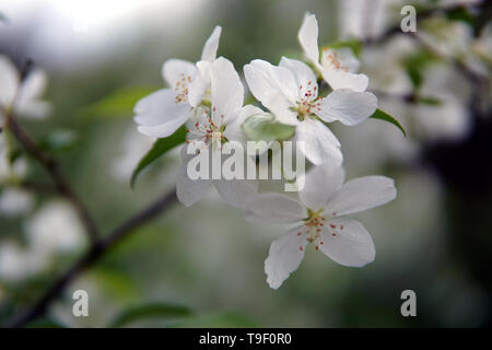 Branche de pommier, Malus sylvestris Banque D'Images
