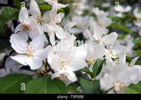 Branche de pommier, Malus sylvestris Banque D'Images