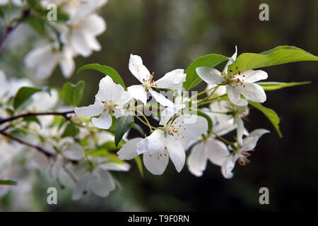 Branche de pommier, Malus sylvestris Banque D'Images