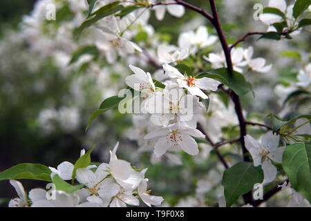 Branche de pommier, Malus sylvestris Banque D'Images