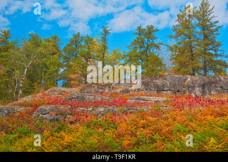 Le sumac en automne à bord de forêt boréale Kenora Ontario Canada Banque D'Images