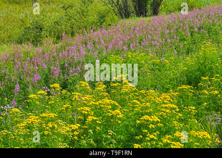 Tanaisie Tanacetum vulgare, et l'épilobe (Epilobium sp.) à bord de forêt boréale. Près de Kenora (Ontario) Canada Banque D'Images