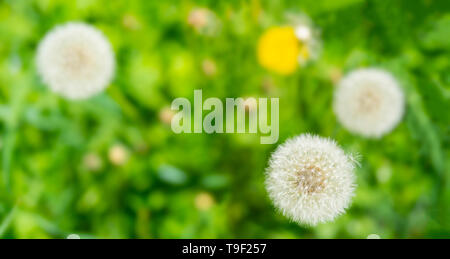 Boules blanches de fleurs des pissenlits sur fond d'herbe verte. Banque D'Images