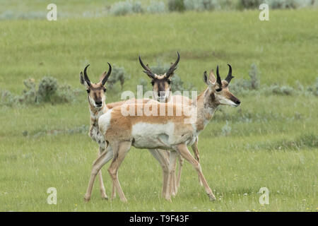 Trio de l'antilocapre, Antilocapra americana, près du lac Pakowki, Alberta, Canada Banque D'Images