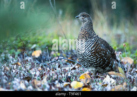 Tétras femelle, Falcipennis canadensis, dans le parc national Jasper, Alberta, Canada. Banque D'Images