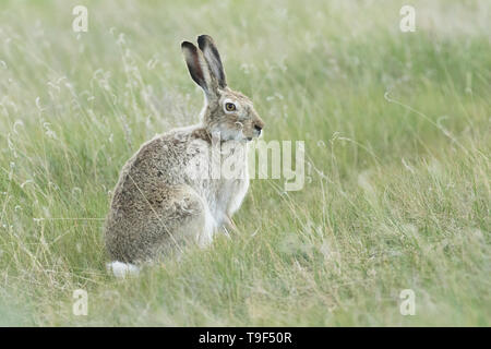 White-tailed jackrabbit, Lepus townsendii, dans la prairie indigène près de Medicine Hat, Alberta, Canada. Banque D'Images