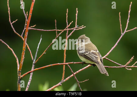 Moucherolle des saules, Empidonax traillii, près de Beaver Mines, Alberta, Canada Banque D'Images