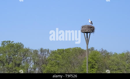 Une cigogne debout sur son nid fait de branches et de brindilles, en haut d'un poteau de nidification, contre un ciel bleu, avec des arbres en arrière-plan. Banque D'Images