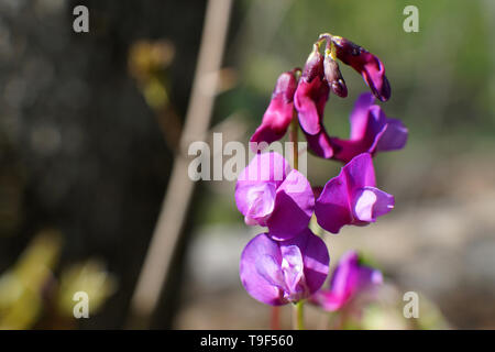 Hollowroot, Corydalis cava. Corydalis cava, violet fleurs de printemps de corydalis, macro, close-up. Fleurs pourpre corydalis dans une forêt située sur le début du printemps Banque D'Images