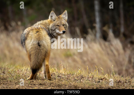 Le Coyote, Canis latrans, marcher le long d'une route près de Westlock, Alberta, Canada Banque D'Images