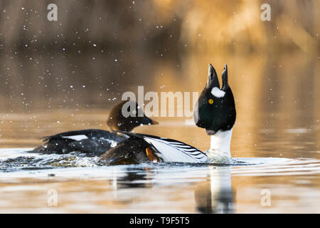 Le garrot à Drake, Bucephala clangula, displayinh dans un étang en Lois Hole Centenial Parc provincial, l'Alberta, Canada Banque D'Images