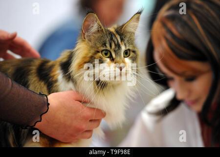 Prague, République tchèque . 18 mai 2019 - Prague, République tchèque - Plus de 300 chats de dix pays ont été évalués au cours d'une journée deux cat's show et la concurrence 2 FIFe Allbreed International Cat à Prague en République tchèque. Credit : Slavek Ruta/ZUMA/Alamy Fil Live News Banque D'Images