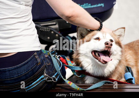 Varsovie, Pologne. 18 mai, 2019. Un chien de compagnie est visible pendant la journée en Pet de Varsovie Varsovie, Pologne, le 18 mai 2019. Des centaines de personnes se sont réunies avec leurs chiens de compagnie dans le parc La Fontaine multimédia le samedi. Les visiteurs peuvent également adopter des animaux de refuges pour animaux. Credit : Jaap Arriens/Xinhua/Alamy Live News Banque D'Images