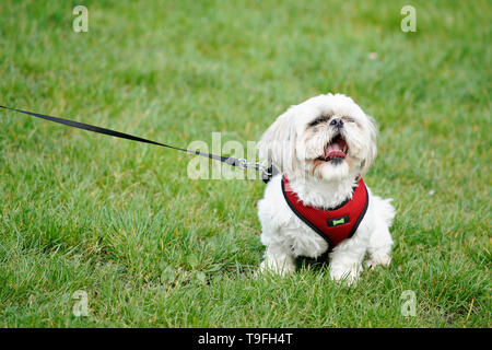 Varsovie, Pologne. 18 mai, 2019. Un chien de compagnie est visible pendant la journée en Pet de Varsovie Varsovie, Pologne, le 18 mai 2019. Des centaines de personnes se sont réunies avec leurs chiens de compagnie dans le parc La Fontaine multimédia le samedi. Les visiteurs peuvent également adopter des animaux de refuges pour animaux. Credit : Jaap Arriens/Xinhua/Alamy Live News Banque D'Images