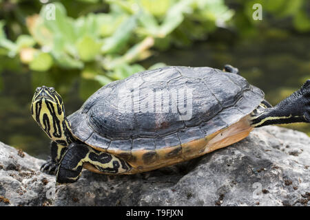 La conscience méditative turtle close up sur les rochers de détente au soleil. Calme et paisible des animaux. Jolie tortue de sang-froid de près. Banque D'Images