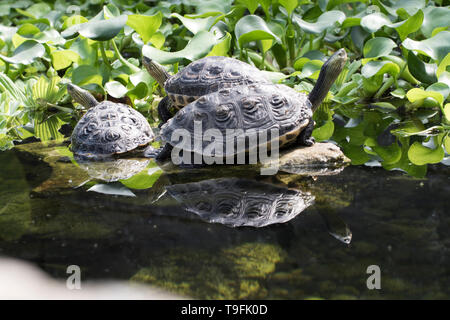 Groupe des tortues marines se détendre à bord de l'eau. Calme sérénité et tranquillité. L'attention la méditation bouddhiste. Environnement calme. Banque D'Images