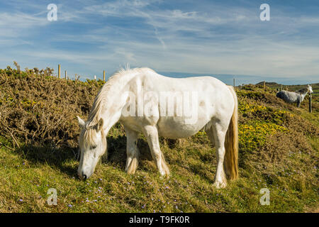 Cheval blanc se nourrit de la clifftops au-dessus et derrière la tête sur le phare de Strumble Pembrokeshire Coast, au nord ouest du pays de Galles sur une fin de l'après-midi ensoleillé Banque D'Images