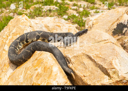 Crotale des bois au soleil dans les roches - Crotalus horridus Banque D'Images