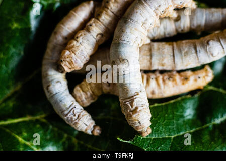 Groupe de vers à soie, Bombyx mori, vu de dessus les feuilles de mûrier. Banque D'Images