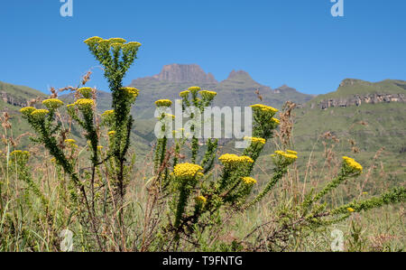 Champagne Valley près de Winterton, faisant partie de la chaîne de montagnes du Drakensberg central, Kwazulu Natal, Afrique du Sud. Banque D'Images