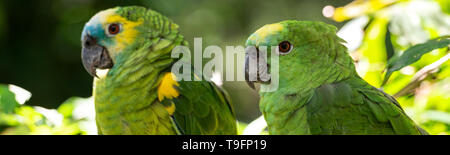 La naine turquoise amazon (Amazona aestiva), également appelé l'amazone à front bleu turquoise, le bleu et l'amazone à front bleu, amazone à front est une sorte Banque D'Images