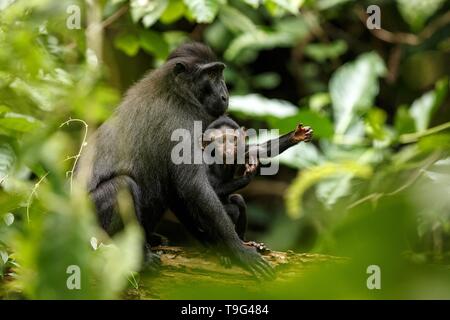 Avec de petits macaques mignon bébé sur la branche de l'arbre. Close up portrait. Macaque à crête noire endémique ou le singe noir. L'habitat naturel. Mam unique Banque D'Images