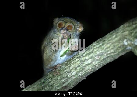 Tarsier Spectre, Tarsius spectrum, portrait des mammifères nocturnes endémiques rares, sauterelle manger petit mignon primat dans de grands ficus en jungle, Ta Banque D'Images