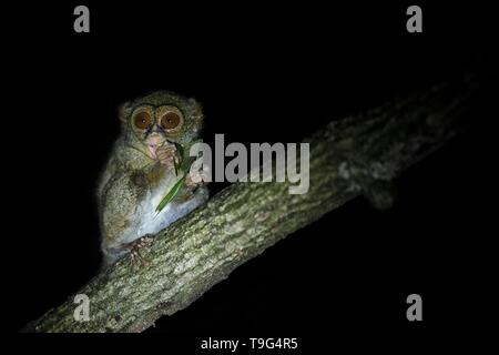 Tarsier Spectre, Tarsius spectrum, portrait des mammifères nocturnes endémiques rares, sauterelle manger petit mignon primat dans de grands ficus en jungle, Ta Banque D'Images