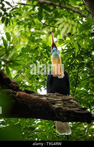 Aceros cassidix calao bulbés, nourris, paroi femelle sur le nid à un arbre haut.Le Parc National de Tangkoko, Sulawesi, Indonésie, typique du comportement des animaux, e Banque D'Images