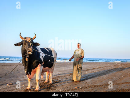 Salalah, Oman, le 28 mai 2016 : un homme avec son taureau à une plage à Salalah, Oman Banque D'Images