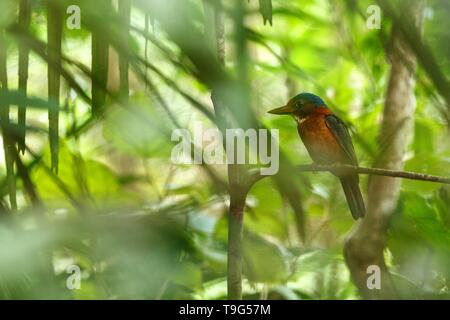 Le martin-pêcheur vert, situé sur une branche dans la Jungle indonésienne,famille Alcedinidae, espèce endémique de l'Indonésie, l'observation des oiseaux exotiques en Asie, Tangkok Banque D'Images