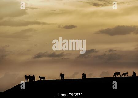 Groupe de macaques noir debout sur le sable noir sur la plage. Silhouettes d'animaux endémiques, le macaque à crête noire ou black singe. Mammifères uniques dans Banque D'Images