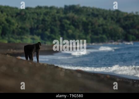 Macaque à crête debout sur la plage avec le lagon bleu et la jungle en arrière-plan. Macaque à crête noire endémique. L'habitat naturel. Mammifères uniques dans Banque D'Images